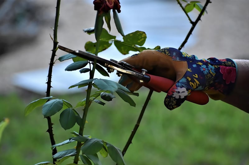Magic Pruners