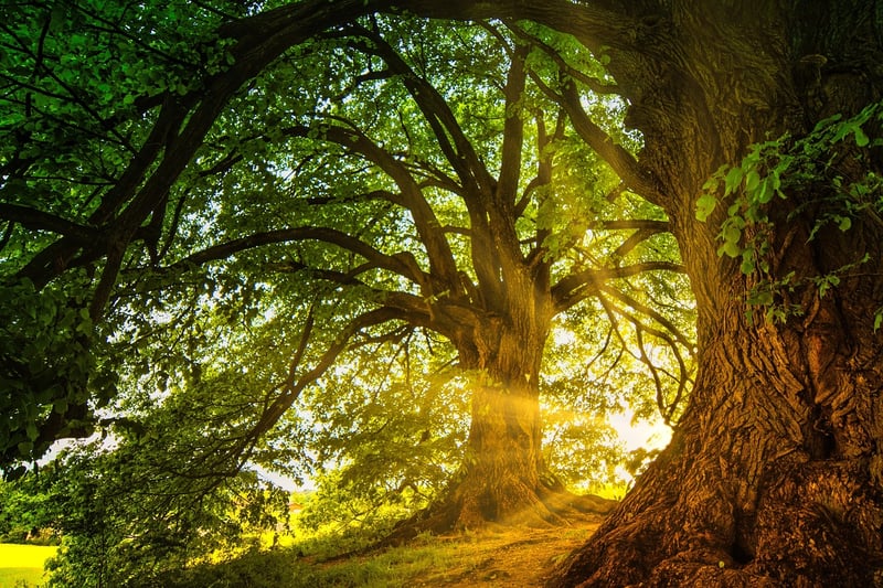 Enchanted forest